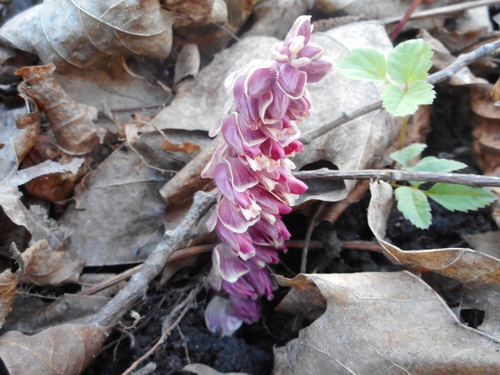 Common toothwort (Lathraea squamaria)