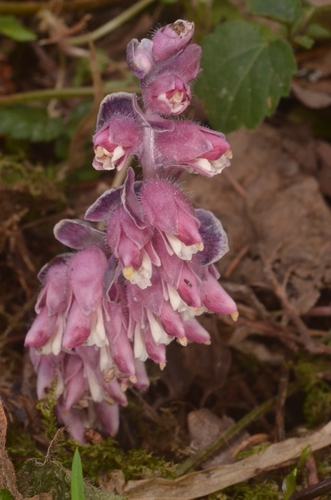 Common toothwort (Lathraea squamaria)