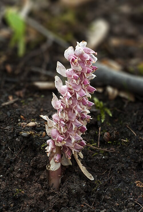 Common toothwort: Common Toothwort ( Lathraea squamaria ), Chemnitz, Germany