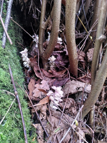 Common toothwort (Lathraea squamaria)