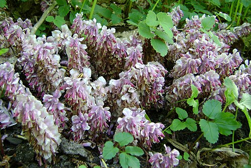 Common toothwort: Lathraea squamaria