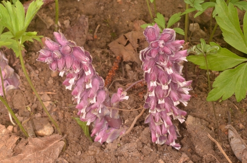 Common toothwort (Lathraea squamaria)