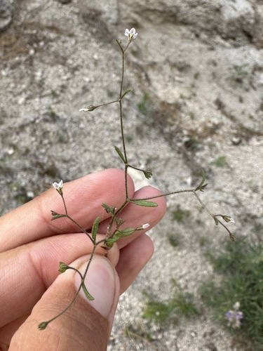 Delicate gilia (Lathrocasis tenerrima)