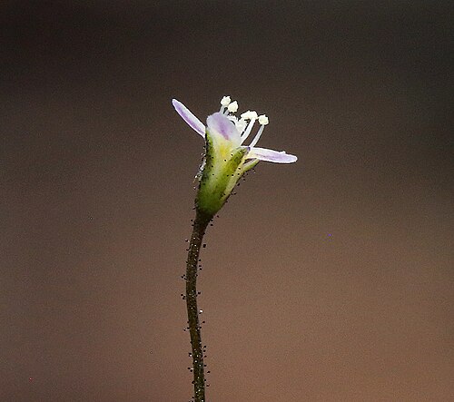 Delicate gilia: Lathrocasis tenerrima flower side view, in the Bodie Hills south of Willow Springs, Mono County, California, US