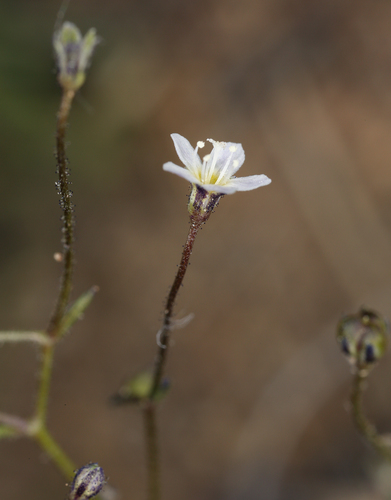 Delicate gilia (Lathrocasis tenerrima)