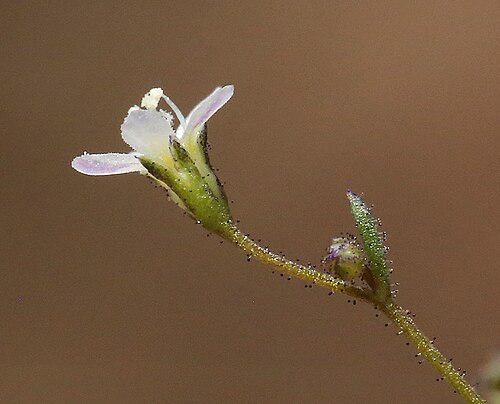 Delicate gilia: Lathrocasis tenerrima flower side view, in the Bodie Hills south of Willow Springs, Mono County, California, US