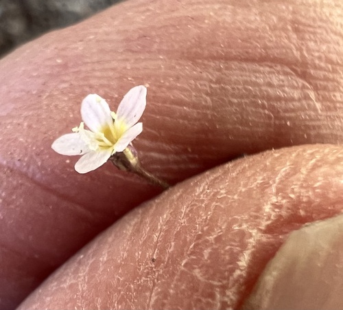 Delicate gilia (Lathrocasis tenerrima)