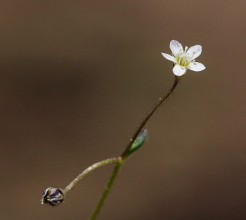 Delicate gilia: Lathrocasis tenerrima flower, in the Bodie Hills south of Willow Springs, Mono County, California, US