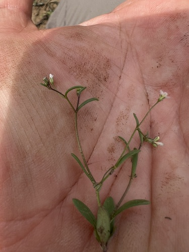Delicate gilia (Lathrocasis tenerrima)