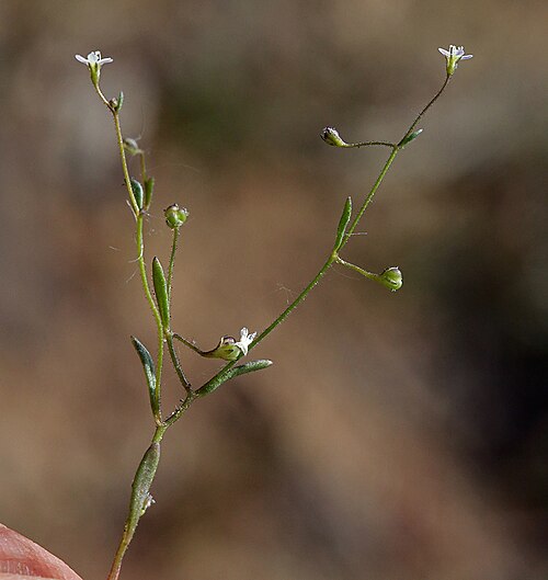 Delicate gilia: Lathrocasis tenerrima with flowers and green seed capsules, in the Bodie Hills south of Willow Springs, Mono County, California, US
