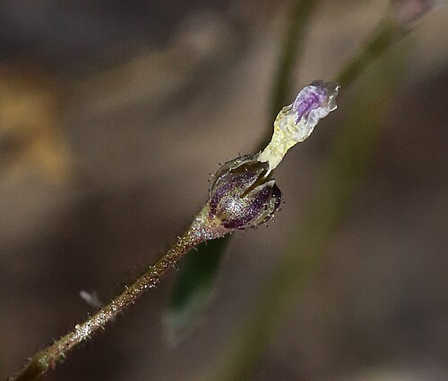 Delicate gilia: Lathrocasis tenerrima seed capsule, in the Bodie Hills south of Willow Springs, Mono County, California, US