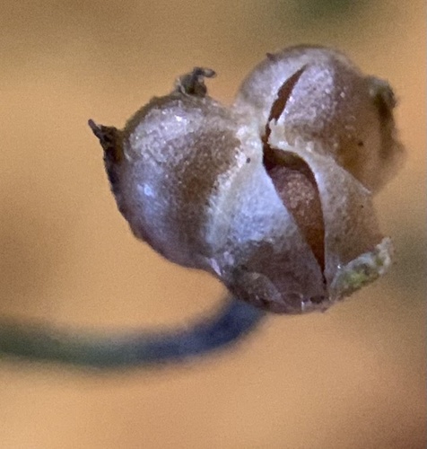 Delicate gilia (Lathrocasis tenerrima)