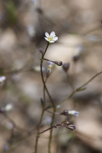 Delicate gilia (Lathrocasis tenerrima)