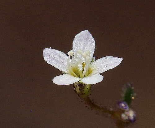 Delicate gilia: Lathrocasis tenerrima flower close up, in the Bodie Hills south of Willow Springs, Mono County, California, US