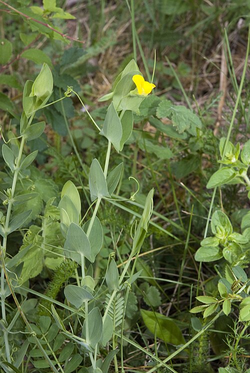 Yellow pea: Lathyrus aphaca Chézy-sur-Marne (Aisne), France