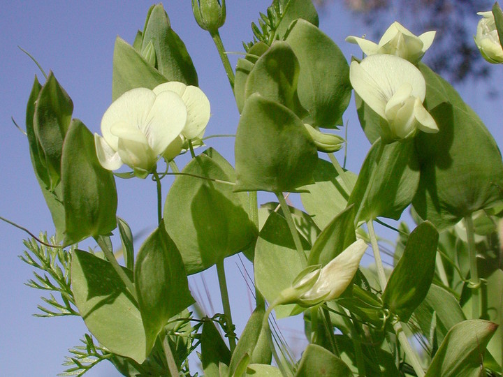 Yellow pea: Lathyrus aphaca var. aphaca