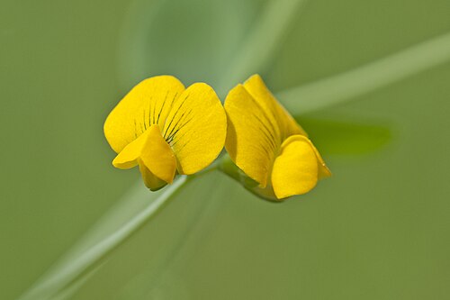 Yellow pea: Yellow Pea (Lathyrus aphaca). Balcalı - Adana, Turkey.