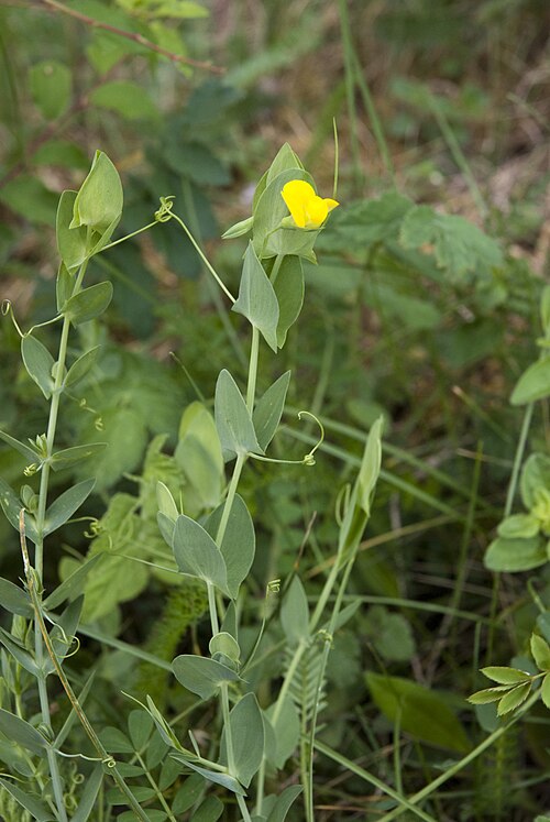 Yellow pea: Lathyrus aphaca Chézy-sur-Marne (Aisne), France