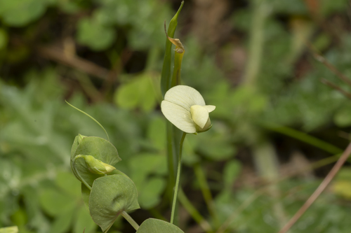 Yellow pea (Lathyrus aphaca)