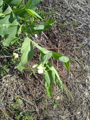Yellow pea (Lathyrus aphaca)