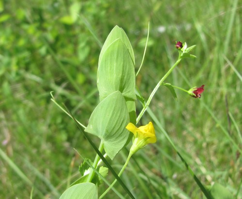 Yellow pea (Lathyrus aphaca)