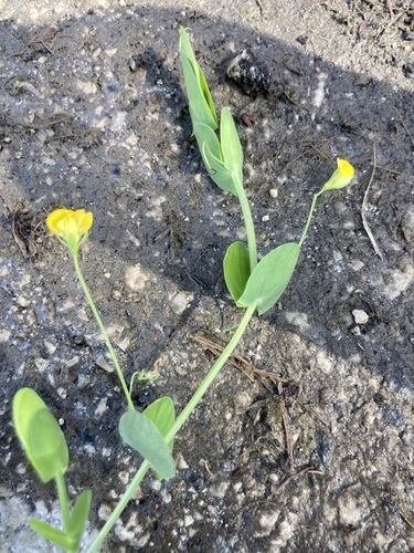 Yellow pea (Lathyrus aphaca)