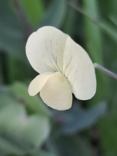 Yellow pea (Lathyrus aphaca)