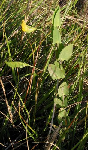 Yellow pea (Lathyrus aphaca)