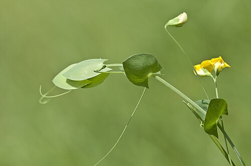 Yellow pea: Yellow Pea (Lathyrus aphaca). Balcalı - Adana, Turkey.
