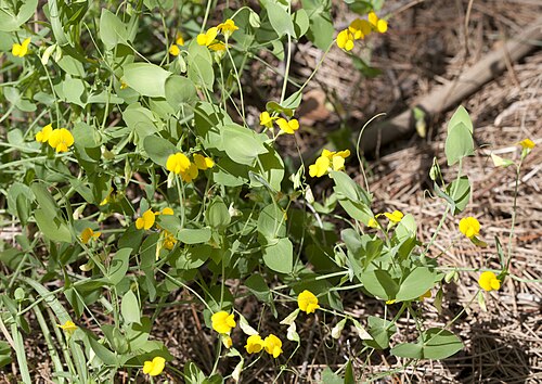 Yellow pea: Yellow Pea (Lathyrus aphaca). Balcalı - Adana, Turkey.