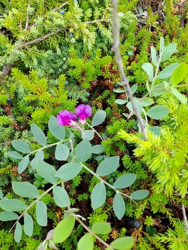 Beach pea