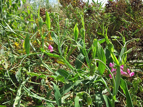Perennial pea: Breitblättrige Platterbse ( Lathyrus latifolius ) auf einer Wiese an der B535 bei Plankstadt