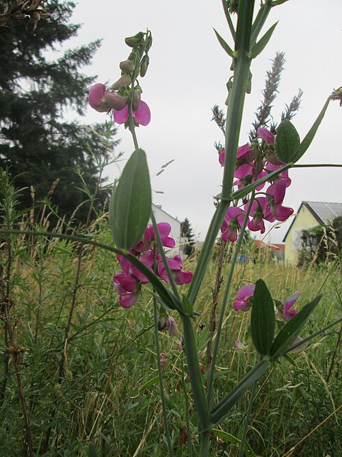 Perennial pea: Breitblättrige Platterbse ( Lathyrus latifolius ) in Hockenheim - eingeschleppt aus dem Mittelmeerraum