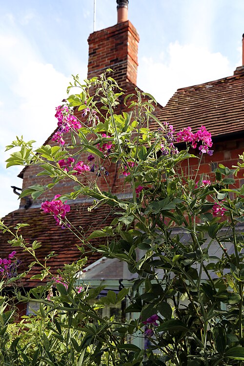 Perennial pea: 'Lathyrus latifolius' perennial sweet pea on School Lane at Shipley , West Sussex , England