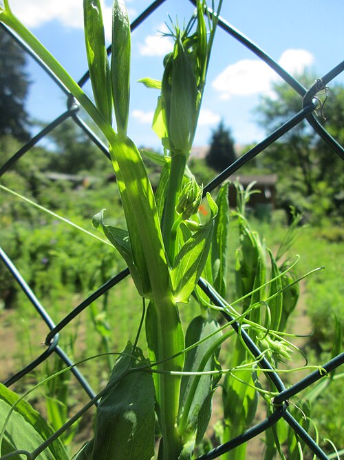 Perennial pea: Breitblättrige Platterbse ( Lathyrus latifolius ) am Rotenbühl in Saarbrücken