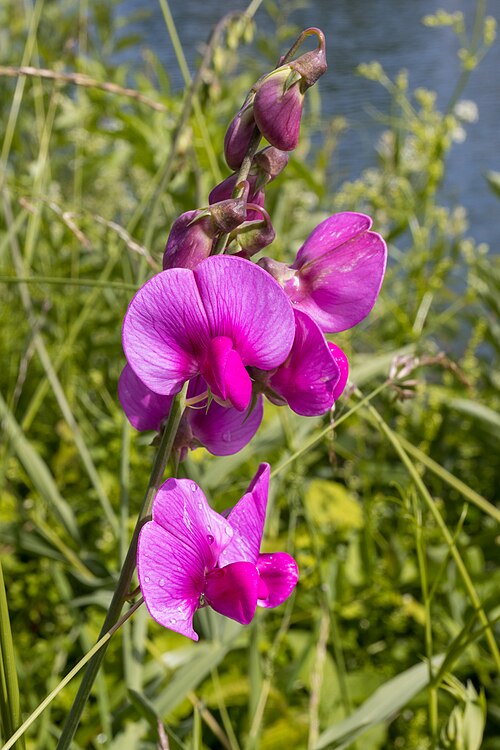 Perennial pea: Gesse à larges feuilles,Pois vivace (Lathyrus latifolius) au canal de Féchain