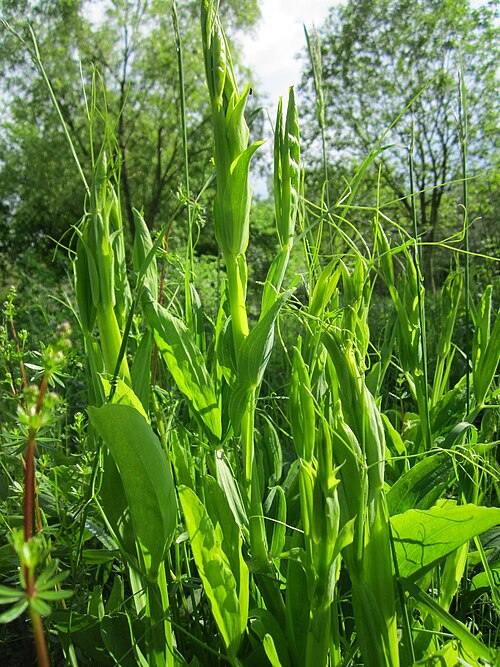 Perennial pea: Breitblättrige Platterbse ( Lathyrus latifolius ) im Bürgerpark Saarbrücken