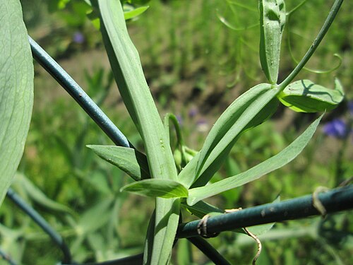 Perennial pea: Breitblättrige Platterbse ( Lathyrus latifolius ) am Rotenbühl in Saarbrücken