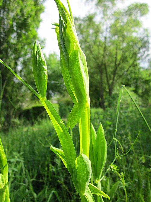 Perennial pea: Breitblättrige Platterbse ( Lathyrus latifolius ) im Bürgerpark Saarbrücken