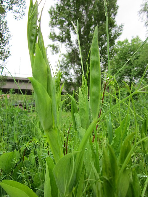Perennial pea: Breitblättrige Platterbse ( Lathyrus latifolius ) im Bürgerpark Saarbrücken