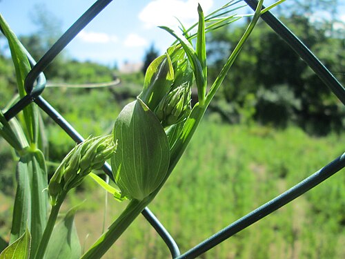 Perennial pea: Breitblättrige Platterbse ( Lathyrus latifolius ) am Rotenbühl in Saarbrücken