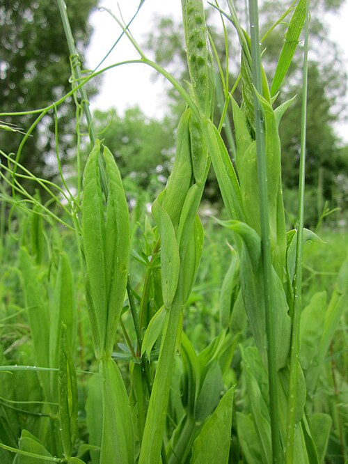 Perennial pea: Breitblättrige Platterbse ( Lathyrus latifolius ) im Bürgerpark Saarbrücken