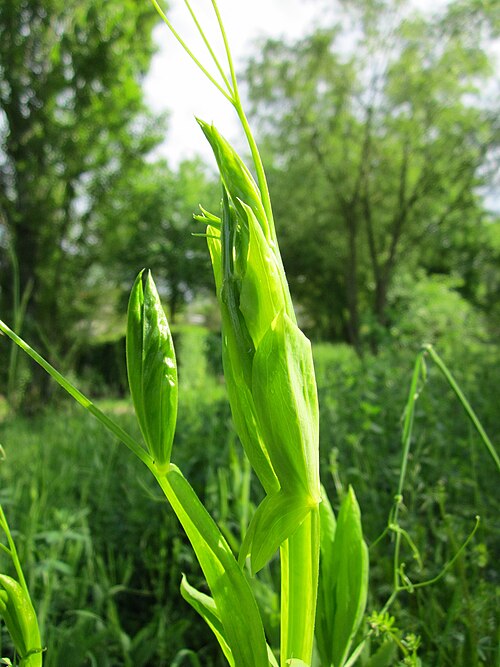 Perennial pea: Breitblättrige Platterbse ( Lathyrus latifolius ) im Bürgerpark Saarbrücken