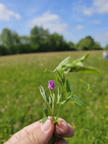Bitter vetch