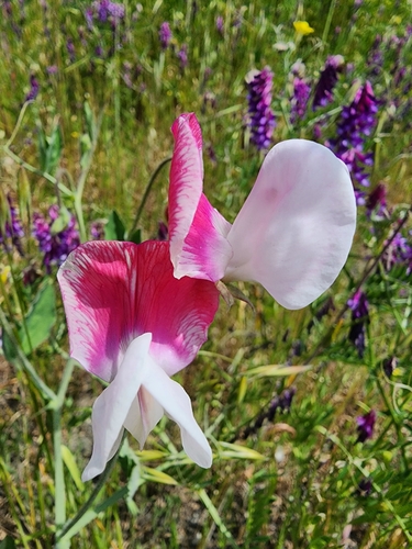 Sweet pea (Lathyrus odoratus)