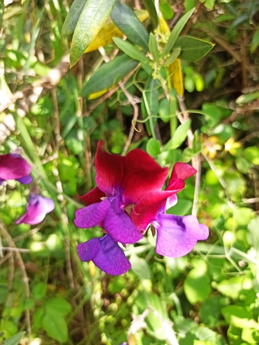 Sweet pea (Lathyrus odoratus)