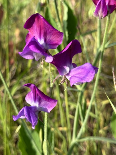 Sweet pea (Lathyrus odoratus)