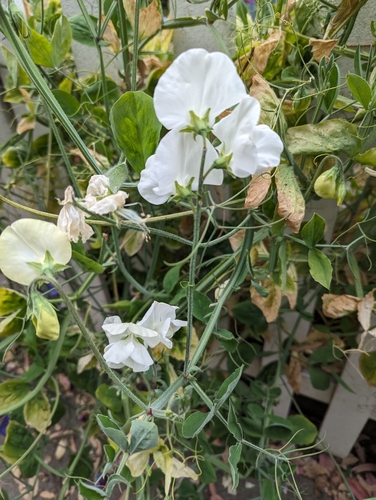 Sweet pea (Lathyrus odoratus)