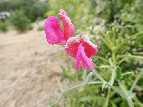 Sweet pea (Lathyrus odoratus)