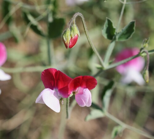 Sweet pea (Lathyrus odoratus)